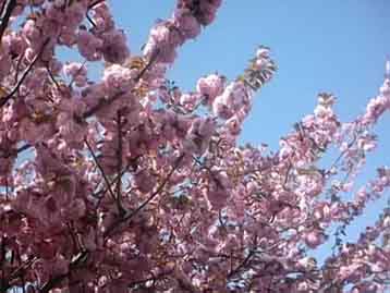 les arbres roses