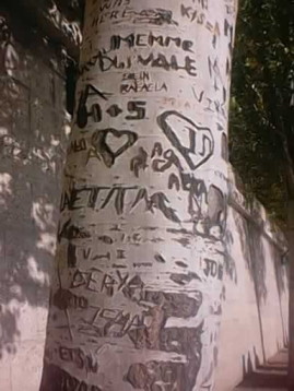inscrire le nom des gens qu'on aime sur les arbres pour ne pas les oublier