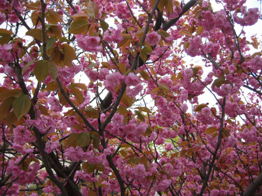 c'est le printemps, prs de la bibliothque de mon quartier