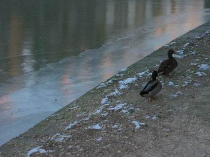 les canards se balladent toujours par deux