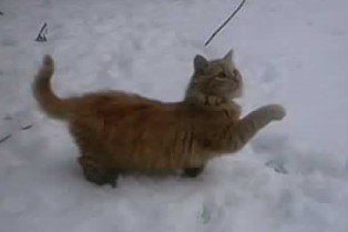 petit chat roux dans la neige