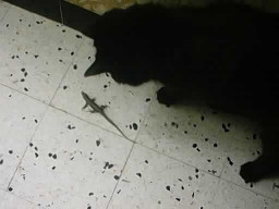 la chasse au lzard