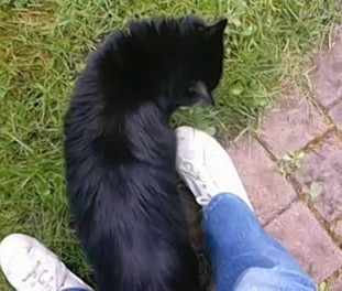 un chat dans les pattes