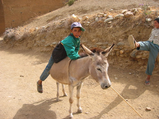 sur sa mule