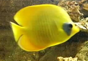 poisson jaune