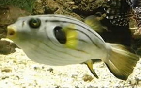 poisson ray
