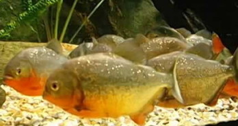 poissons au ventre rouge