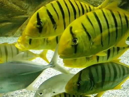 poissons au pyjama jaune  rayures noirs