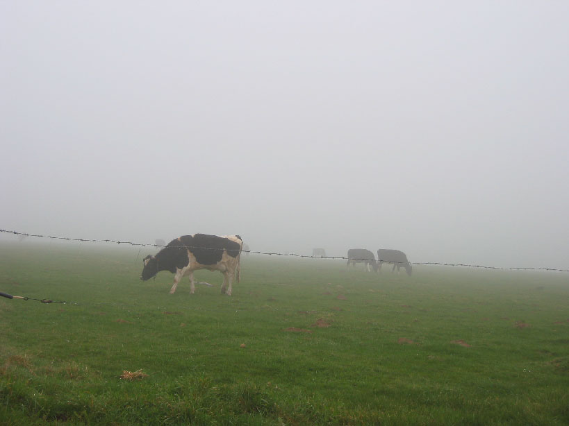 la brume du matin